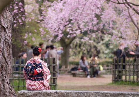 Cherry Blossom Japan Japan Cherry Blossom Festival Hanami
