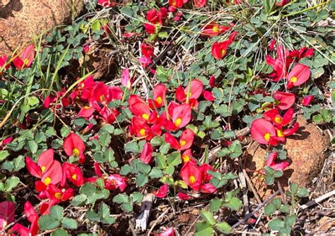 Long flowering, bright and vibrant. Hardy Shrub and Ground Cover for Tropical Climate: Kennedia