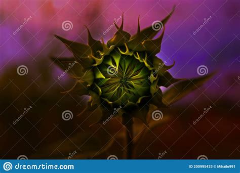 Psychedelic Young Sunflower In The Realization Of Its Leaves Stock