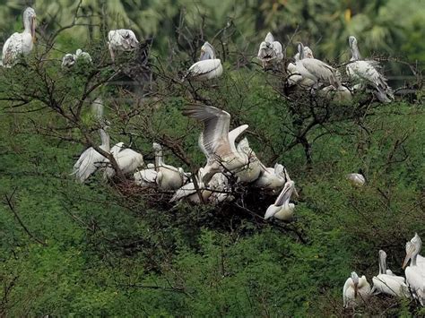 Top 5 Bird Sanctuaries In And Around Delhi To Visit