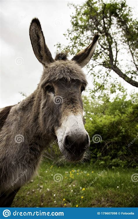 Donkeys On Farm Stock Photo Image Of Creature Field 179607098