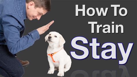 How To Teach Your Dog To Stay In 3 Steps Force Free Youtube