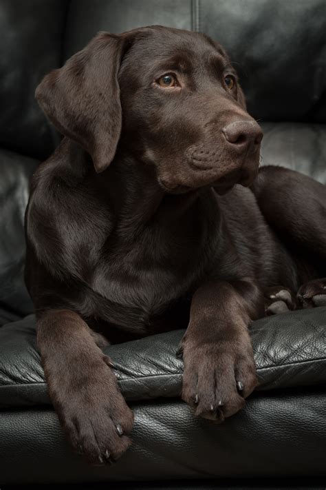 4 Month Old Chocolate Lab Labrador Puppy Labrador