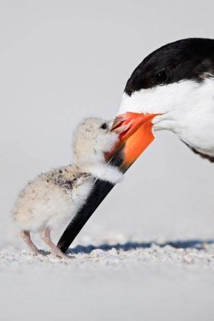 100 Cute Baby Animals With Images Animals Beautiful Birds Cute