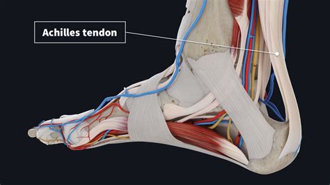 Tendon Diagram Foot Ankle Tendonitis Causes Symptoms Treatment In