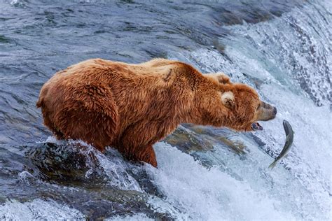 12 Largest Bear Species In The World