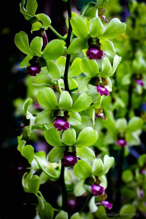 Dendrobium Orchid Singapore Flower By Donald Chen Orchid Flower Beautiful Orchids Flower Seeds