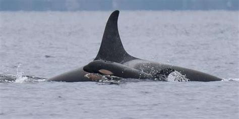 Newborn Orca Calf Appears To Have Been Delivered By A Midwife The Dodo