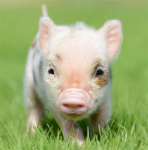 Animals And Pennywell Miniature Pigs Devon Tourist Attraction
