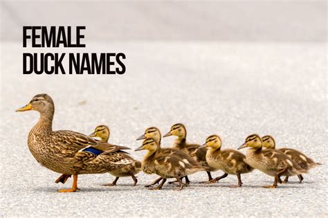 Duck Names 200 Best And Funny Names With Video Petshoper