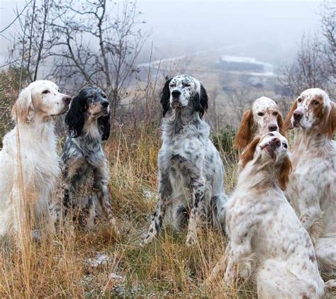 Registered english setter puppies, male and female, tri colored available. Best 25+ English setter puppies ideas on Pinterest ...