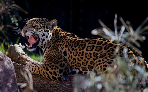 Wallpaper Jaguar Big Cats Roar Animals 1920x1200