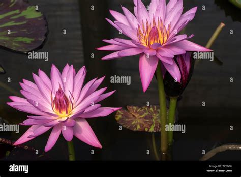 Pretty Lilies Hi Res Stock Photography And Images Alamy