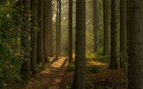 Download Wallpaper 3840x2400 Trail Forest Trees Nature Landscape 4k
