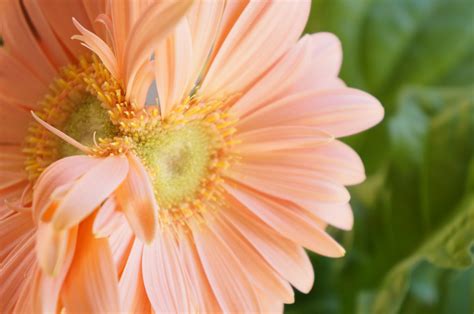 Conjoined Daisy I Love Peach Daisies The Color Peach Is R Flickr