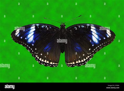 Blue Diadem Butterfly Latin Name Hypolimnas Salmacis Stock Photo Alamy