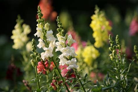 Snapdragons Growing And Caring For Snapdragon Antirrhinum Majus