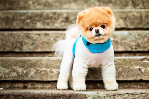 2048x1366 Pomeranian Dog Breed Face Eyes Ears Collar Stairs