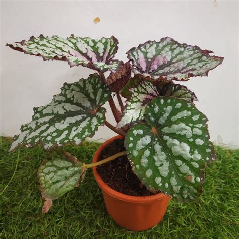 Begonia Jurassic Green Streak Nurserybuy