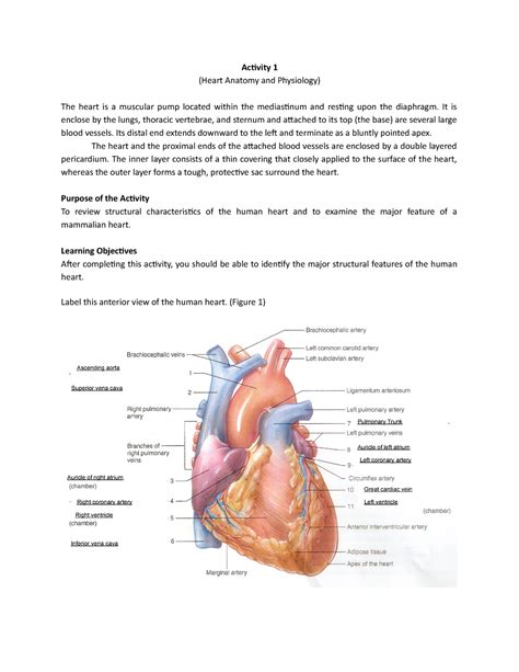 Cardiovascular System Activity 1 Heart Anatomy And Physiology The