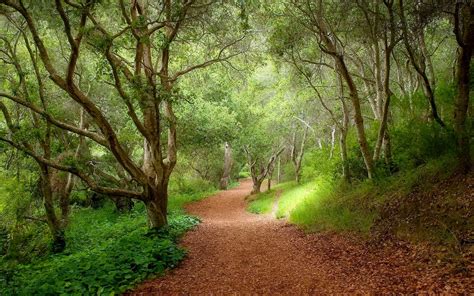 Check spelling or type a new query. Forest -Background-Wallpapers HD ~ Desktop Wallpapers free Download