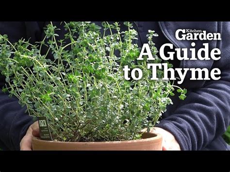 How To Prune Thyme For The Best Flavor Hayfarmguy