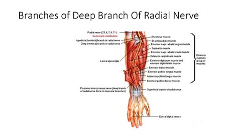 Radial Nerve And Its Applied Anatomy Dr M