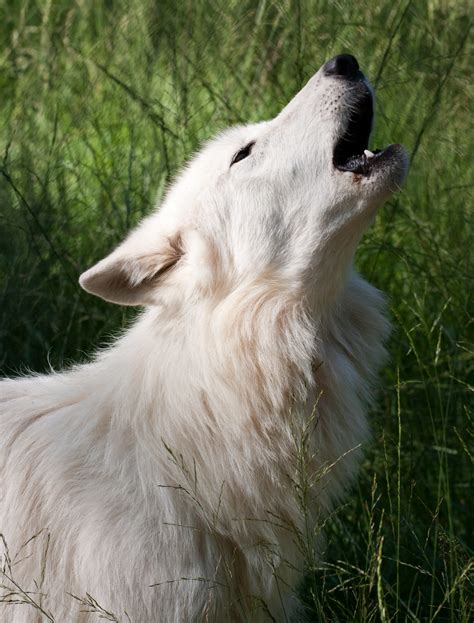 Filhowling White Wolf Wikipedia