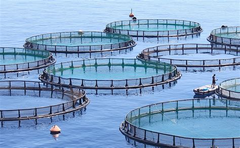 Aquaculture In Focus Goodfish