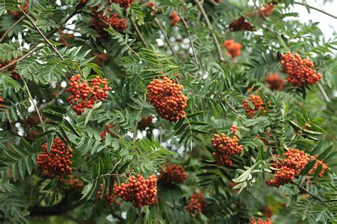 Mountain Ash Tree With Red Berries 12229