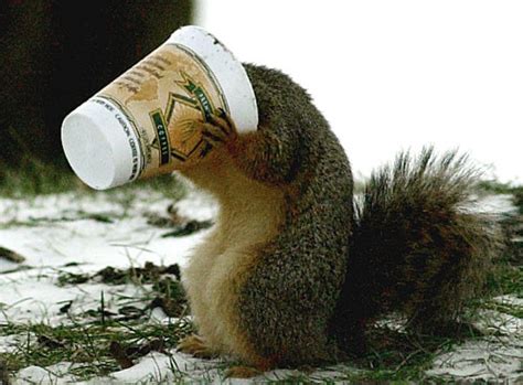 $250 off best buy gps receivers. funny squirrel