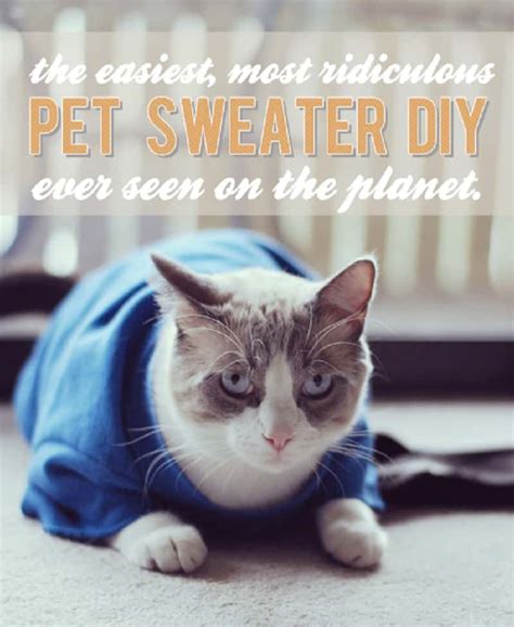Adorable Outfits Diy Cat Clothing For Your Furry Friend