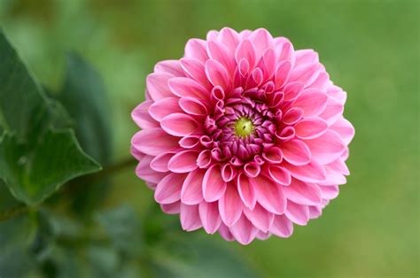 Immagini a cui ispirarsi e disegni da ricopiare. I fiori raccontano questi giorni: attesa, gratitudine ...