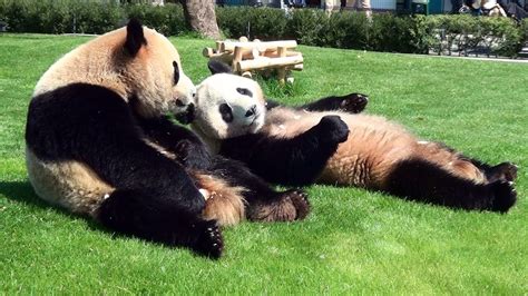 Panda Twins Cubs Eating Bamboo パンダ アドベンチャーワールド Youtube