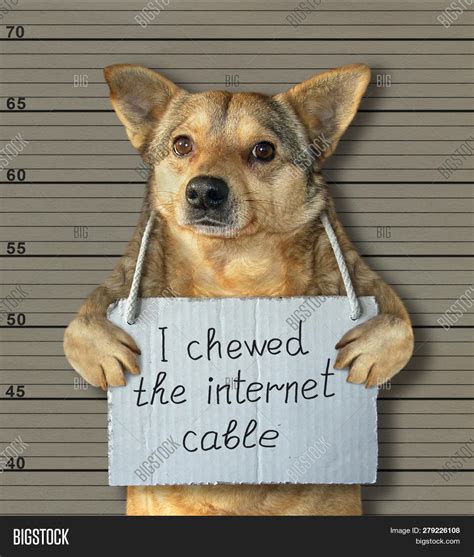 Bad Dog Chewed Image And Photo Free Trial Bigstock