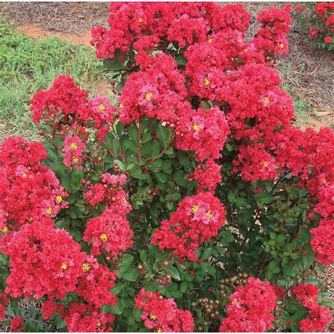 Red Flowering Shrub In Pot With Soil L26196 At