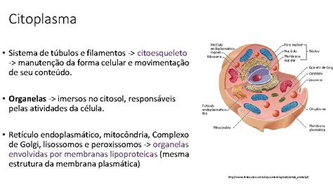 Citoplasma E Organelas Brasilescola Uol Com Bruploadecitoplasma