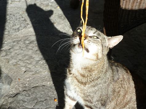 Cat Eating Spaghetti Inge Hoogendoorn Flickr