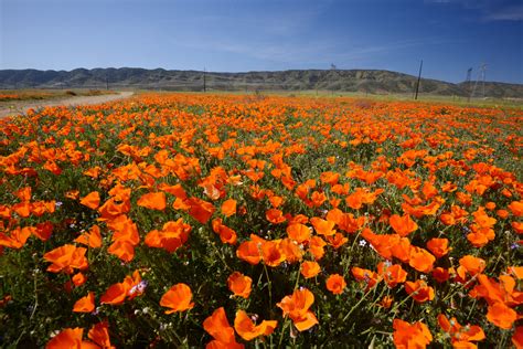 Search for flowers fast and save time Where to Catch the Wildflower Super Bloom 2017 in Southern ...