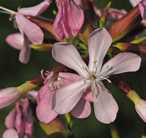 Common Soapwort Plants Of Lory State Park · Inaturalist