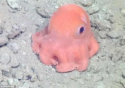 Scientists Discover Cute Huge Eyed Pink Octopus Independent News Lanka