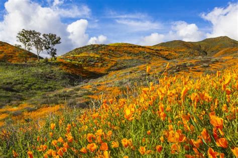 Millions Of California Poppies In Walker Canyon Lake Elsinore