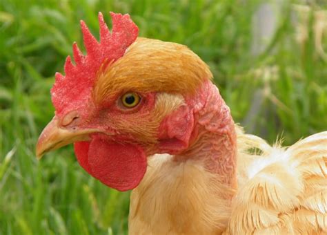 The Naked Neck Chicken Breed Profile The Happy Chicken Coop My Xxx Hot Girl