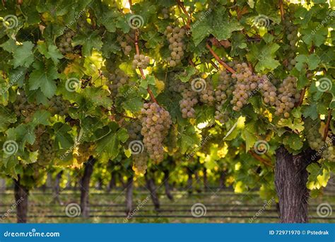 Ripe Riesling Grapes On Vine In Vineyard Stock Photo Image Of Autumn