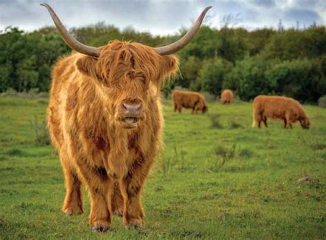 The 'international miniature cattle breeders society and registry' undertakes the work of recording minituare cattle breeds. Cattle Breeds for the Small Farm - Animals - GRIT Magazine