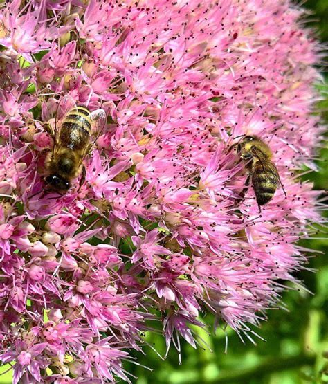 Nonnative bees, such as honeybees, are. Top 10 Plants for Your Garden to Help Save the Bees ...