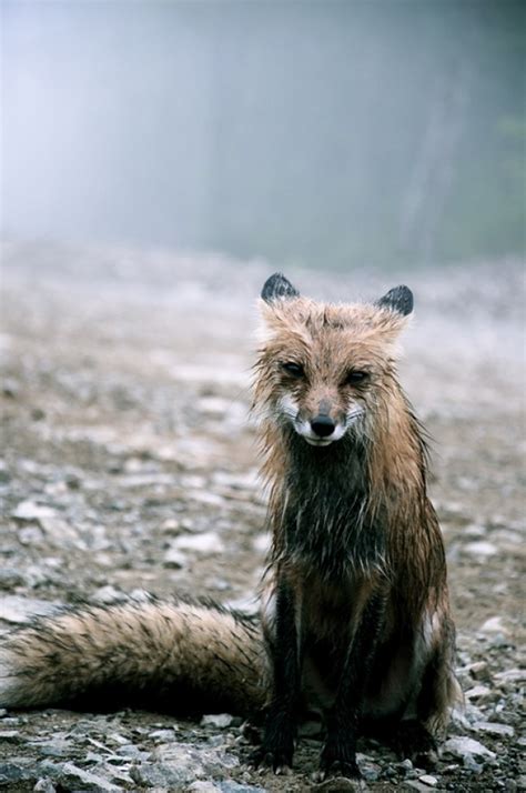 Fox In The Rain Xpost From Rpics Photorator