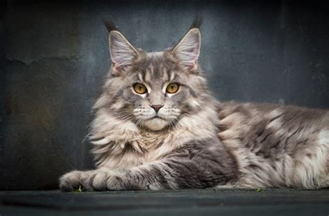 16 Maine Coon Cats That Look Like Majestic Mythical