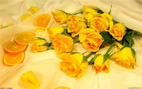 Yellow Roses Hd Wallpaper - Yellow Aesthetic Desktop Background ...