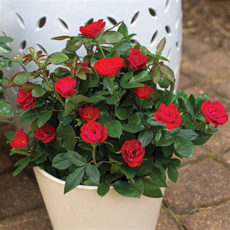 15 New Rose Varieties For Spring 2021 Jung Seeds Gardening Blog
